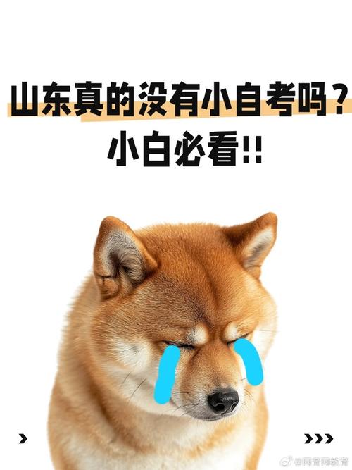 自考本科##自考本##自考##山东##小自考##备考##本科##成考